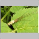 Tetragnatha montana - Streckerspinne w03.jpg